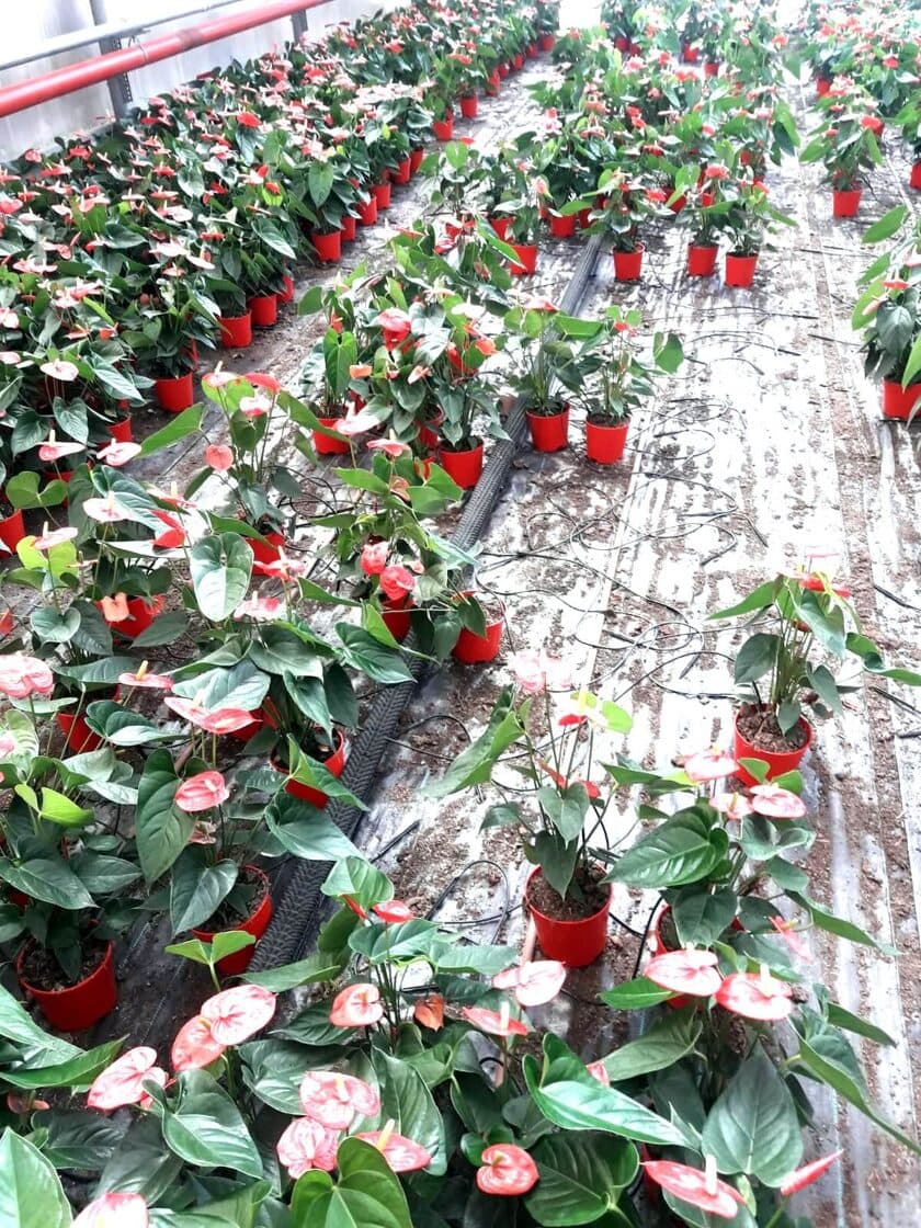 מחולל קיטור תעשייתי